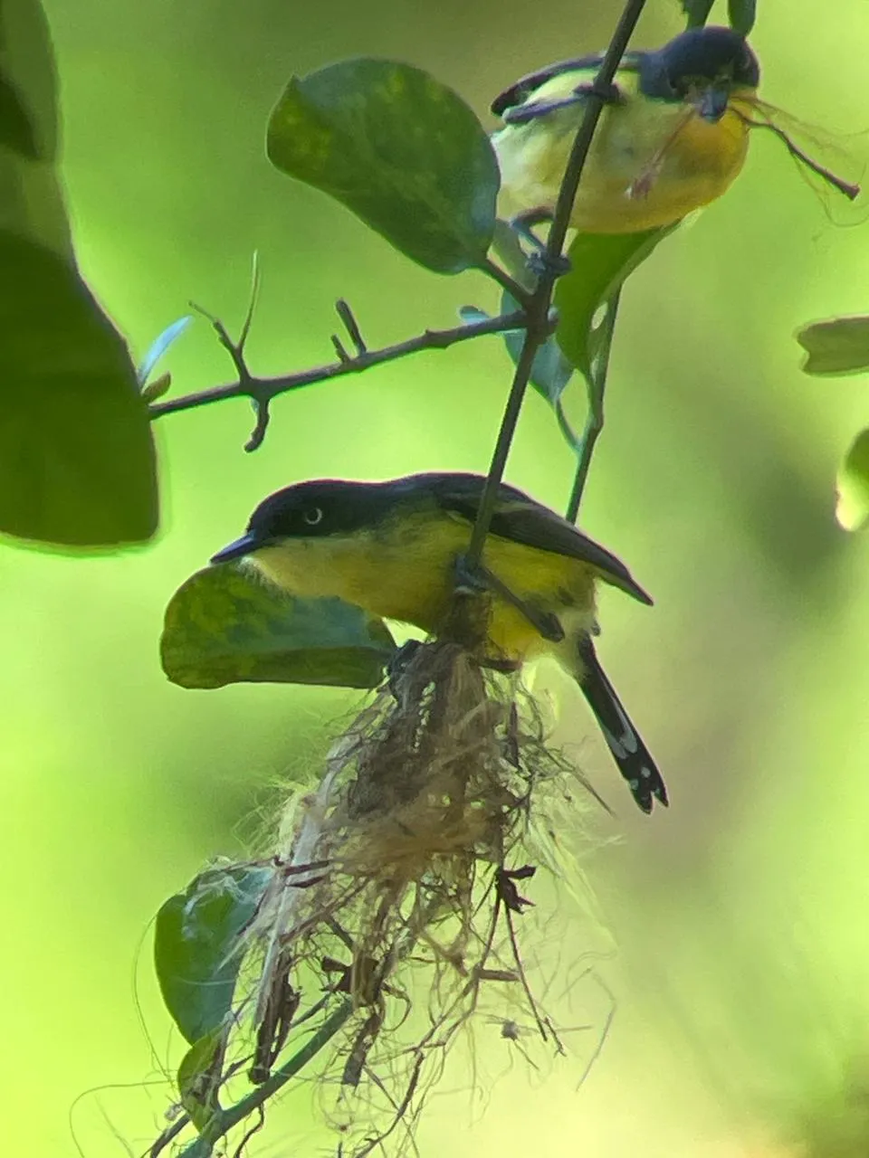 a couple of tody flycatchers building a nest